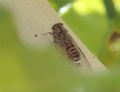 Cicada barbara lusitanica