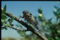 Lyristes plebejus