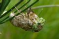 Lyristes plebejus