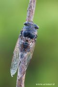 Lyristes plebejus