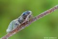 Lyristes plebejus