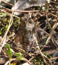 Cicada orni