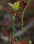 Fumana ericifolia