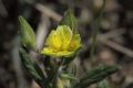 Helianthemum salicifolium