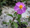 Cistus creticus subsp. eriocephalus