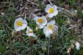 Helianthemum apenninum