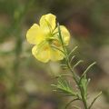 Fumana ericifolia