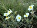 Helianthemum apenninum