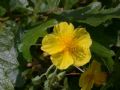 Helianthemum nummularium