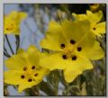Halimium halimifolium