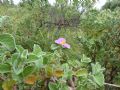 Cistus creticus subsp. eriocephalus