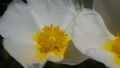 Cistus salvifolius