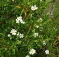 Cistus monspeliensis