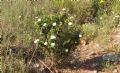 Cistus monspeliensis