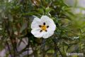 Cistus ladanifer