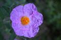 Cistus creticus subsp. eriocephalus