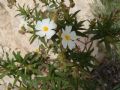 Cistus monspeliensis
