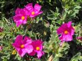 Cistus x pulverulentus