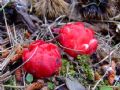 Cytinus ruber