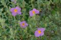 Cistus creticus subsp. eriocephalus