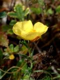 Fumana procumbens