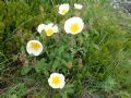 Cistus salvifolius