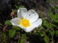 Cistus salvifolius