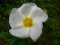 Cistus salvifolius