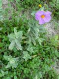 Cistus albidus
