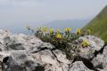 Helianthemum oelandicum