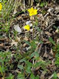 Helianthemum nummularium