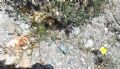 Fumana procumbens