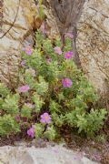 Cistus albidus