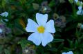 Cistus monspeliensis
