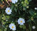 Cistus monspeliensis