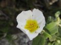 Cistus salvifolius