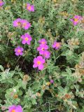 Cistus creticus