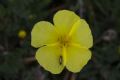 Helianthemum jonium