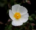 Cistus salvifolius
