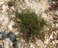 Fumana ericifolia