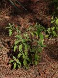 Cistus creticus subsp. eriocephalus