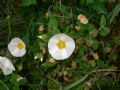 Cistus salvifolius