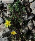 Helianthemum jonium