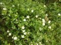Cistus psilosepalus