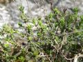 Fumana thymifolia
