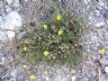 Fumana thymifolia