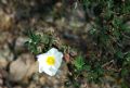 Cistus salvifolius