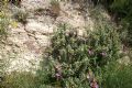 Cistus albidus