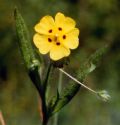 Tuberaria guttata