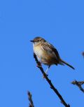 Cisticola juncidis